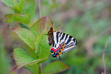Small Luehdorfia - Luehdorfia puziloi - has perched of the leaves of the wings flowers in Nagano prefecture, JAPAN.