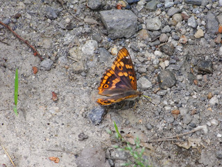 Freyer's purple emperor - Apatura metis - is on the ground in Nagano prefecture, JAPAN.