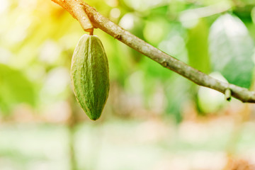 Cacao Tree (Theobroma cacao). Organic cocoa fruit pods in nature.