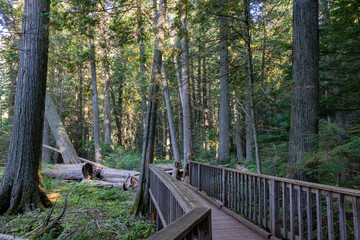 Walking in the Trail of the Cedars Nature Trail