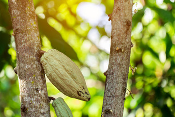 Cacao Tree (Theobroma cacao). Organic cocoa fruit pods in nature.