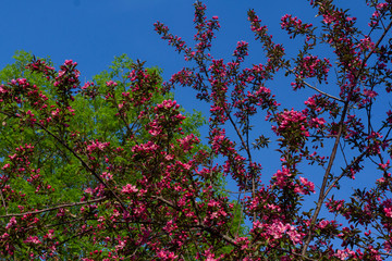 Crabapple Blossoms Against Green Leaves and a Blue Sky