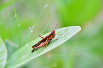 brown grasshoper on wide leaf green