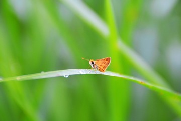 cute butterfly on frasshoper with water drop green grass