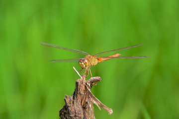 dragonfly on tree in wet ricefield green background