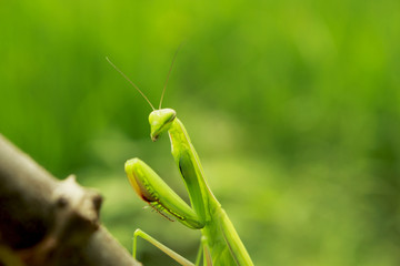 mantis on flower