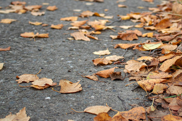 Autumn. Yellow, fallen leaves on the sidewalk.