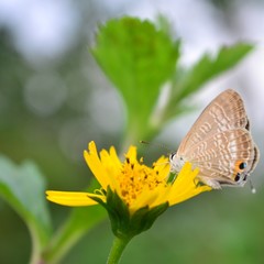 butterfly on flower