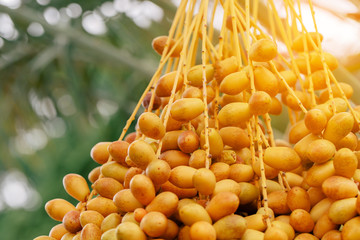 Dates palm branches with ripe dates