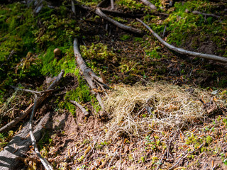 Walking in the Trail of the Avalanche Trail