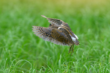 Greater Painted snipe bird flying in nature