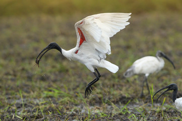 Black headed ibis bird flying in nature