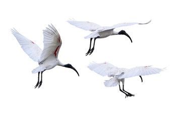 Set of white bird flying isolated on white background Black-headed ibis