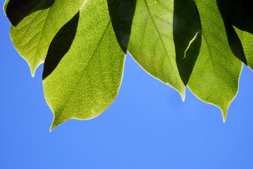 green leaves on background