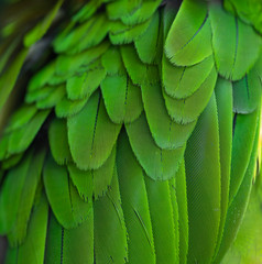 Closeup green feathers of macaw parrot