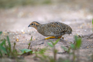 Female of beautiful bird King quail or Blue-breasted