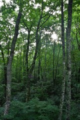 Daytime photo of a forest in the North Carolina Blue Ridge Mountains with sun shining through the trees