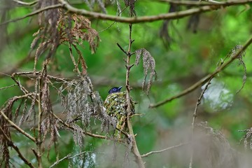 子育てに大忙しのサンコウチョウのカップル