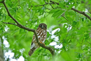 新緑に包まれてくつろぐ子育て中のアオバズク親鳥