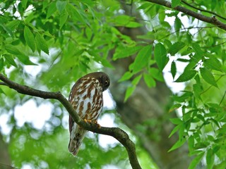 新緑に包まれてくつろぐ子育て中のアオバズク親鳥