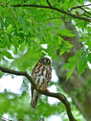 新緑に包まれてくつろぐ子育て中のアオバズク親鳥