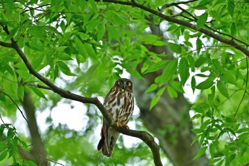 新緑に包まれてくつろぐ子育て中のアオバズク親鳥