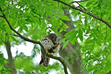 新緑に包まれてくつろぐ子育て中のアオバズク親鳥