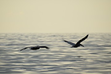 Two Birds Over The Sea