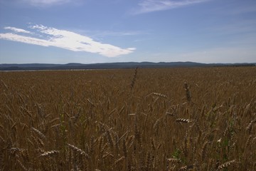 sown field
