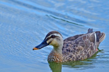 のんびりくつろぐカルガモ