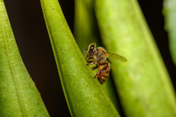 european Honey Bee (Apis mellifera)