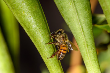 european Honey Bee (Apis mellifera)