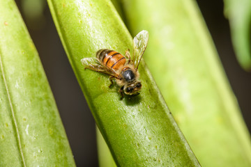 european Honey Bee (Apis mellifera)
