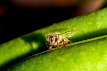 european Honey Bee (Apis mellifera)