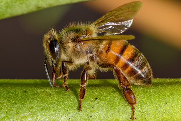 European Honey Bee (Apis mellifera) closeup macro detailed in natural environment
