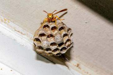 Paper Wasp - Polistes exclamans - guarding a nest with eggs and pupa