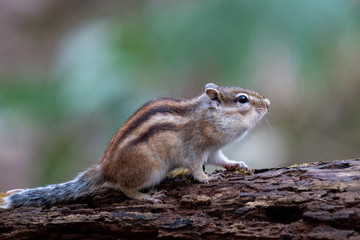 春のエゾシマリス