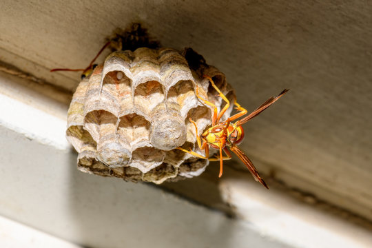 Paper Wasp - Polistes exclamans - guarding a nest with eggs and pupa