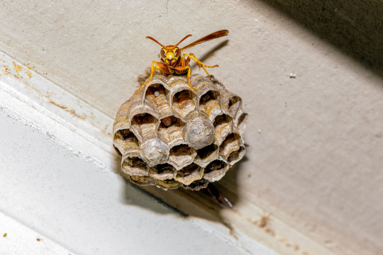 Paper Wasp - Polistes exclamans - guarding a nest with eggs and pupa