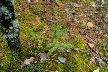 Small spruce, beautiful, tree, close-up, autumn.