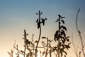 plants in contrast to a sunset