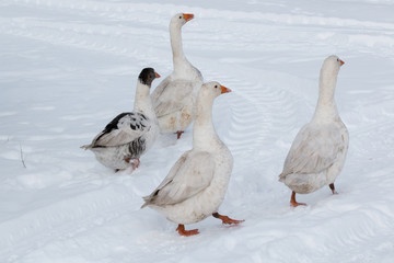 Geese walk on the snow