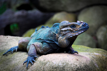 Singapore - JUNE 21, 2019: Blue lizard on a stone