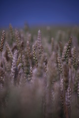 Fototapeta premium 麦畑