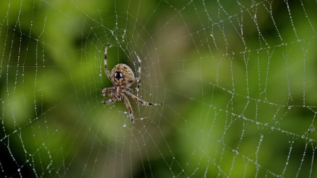 Big Brown Spider With Her Woven Web