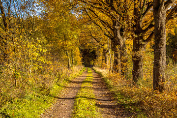 Rural autumn lane