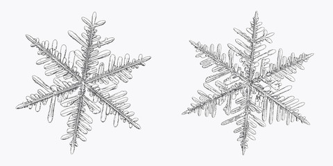 Two snowflakes isolated on white background. Vector illustration based on macro photos of real snow crystals: elegant stellar dendrites with fine hexagonal symmetry, ornate shapes and complex details.