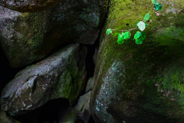 Huelgoat forest Le Menage de la Vierge. Brittany. France