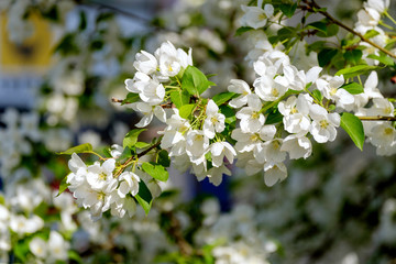 white Apple blossoms in spring on the tree
