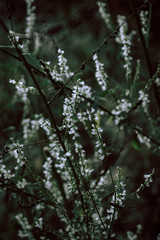beautiful wild flowers on nature dark background.